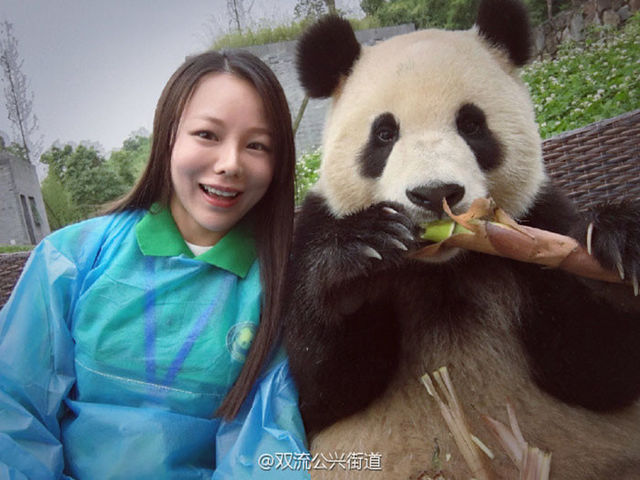 Панда любит фотографироваться. Фото Huanqiu