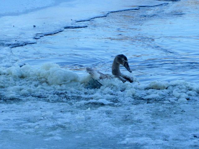 Молодая птица примерзла ко льду. Фото: ГСЧС Киевской области