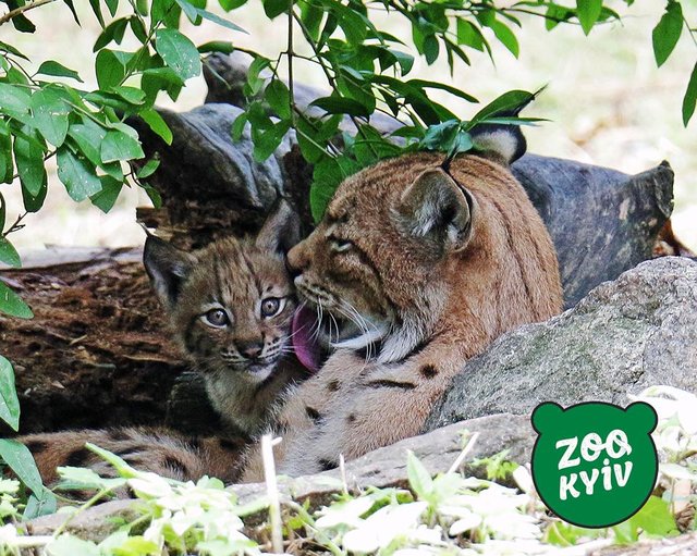 Очаровательные малыши Киевского зоопарка. Фото: Киевский зоопарк