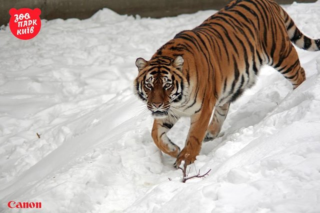 Тигры на снегу в зоопарке. Фото: facebook.com/zoo.kiev.ua