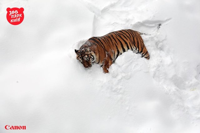 <p>Тигри на снігу в зоопарку. Фото: facebook.com/zoo.kiev.ua</p>