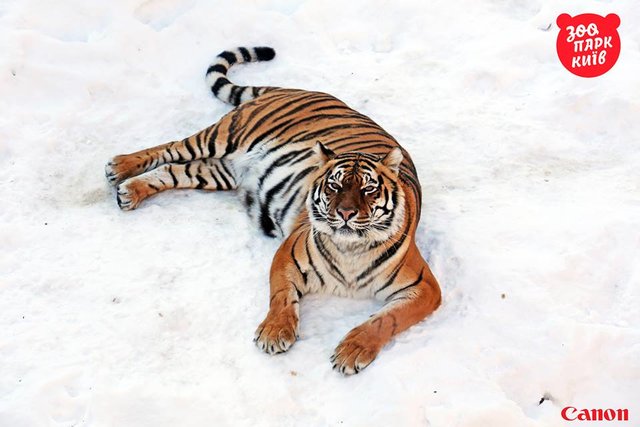 Тигры на снегу в зоопарке. Фото: facebook.com/zoo.kiev.ua