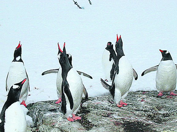 Пінгвіни. Часто приходять до полярників. Фото з архіву Б. Гаврилюка
