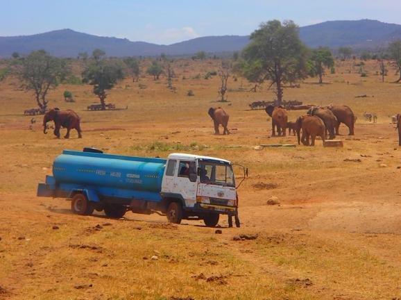 <p>Кенієць допомагає тваринам. Фото: facebook.com/patrick.mwalua</p>