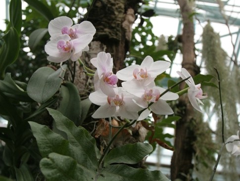 Цветник. В оранжерее растет 80 видов уникальных орхидей; фото Г.Салая