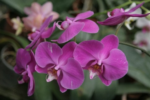 Розовенький цветочек<br />
Малиновая крупная орхидея растет в лесах южной Европы. Цветок в диаметре достигает 8 см.; фото Г.Салая