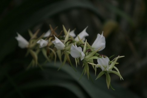 Милый гибрид<br />
Мильтония — орхидея с маленькими, но необычно красивыми белыми цветами — гибрид нескольких видов орхидей, в природе таких не растет; фото Г.Салая