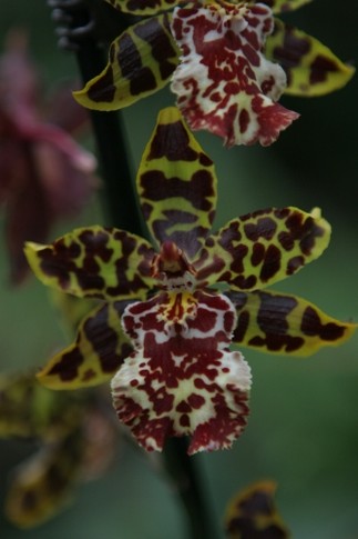 Пятнистая красавица<br />
Такая тигрово-малиновая орхидея — это тоже смесь нескольких цветков. Благодаря стараниям селекционеров и получился такой гибрид — разновидность тигровой орхидеи; фото Г.Салая