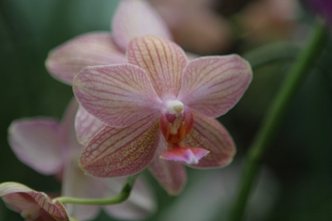 "Сладкая" прелесть<br />
Кисельно-розовые с легкими темно-розовыми прожилками орхидеи бывают разных оттенков — от более темных, почти брусничных до нежно-розовых; фото Г.Салая