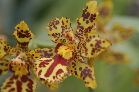 Акцент на желтом<br />
Орхидея онцидиум поражает своей необычной раскраской. Растут такие красавицы в Южной Америке, в частности в Мексике; фото Г.Салая
