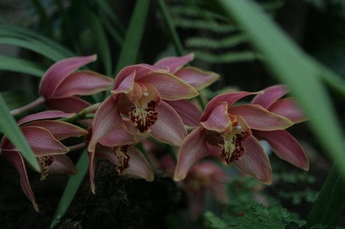 Цветок-"насекомое"<br />
Орхидея-бабочка живет в Южной Америке, а в домашних условиях очень требовательна к воде — поливать ее можно только очищенной от извести влагой; фото Г.Салая