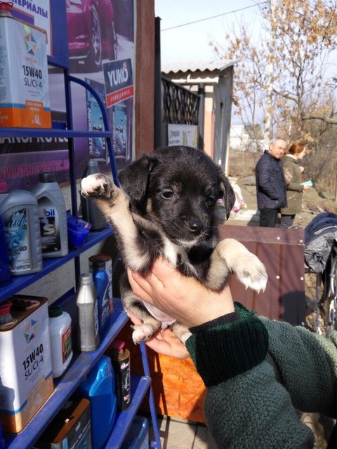 В Одесской области убивают собак. Фото: соцсети