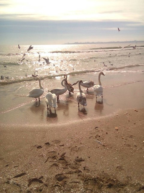 Лебеди облюбовали пляжи. Фото: соцсети