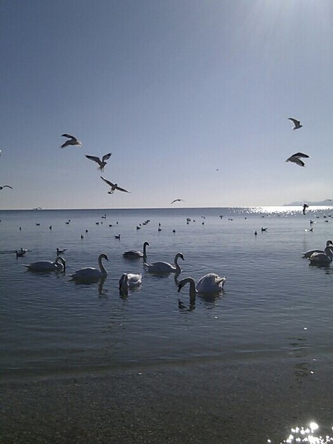 Лебеди облюбовали пляжи. Фото: соцсети