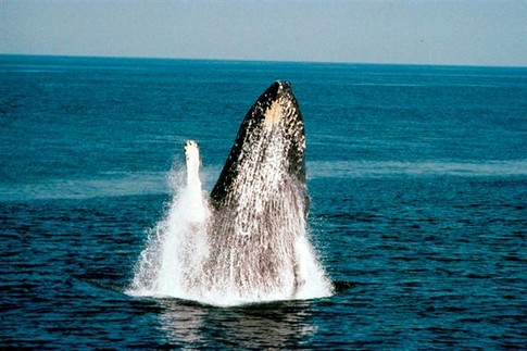 Побережье полуострова Самана: горбатый кит выпрыгивает из воды.<br />
Фото: ©www.noaa.gov