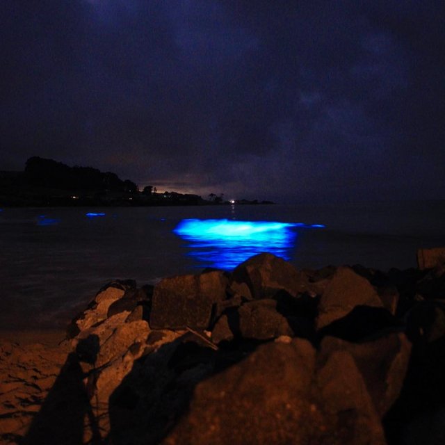 Залив в Австралии засиял голубым светом. Фото: leannemarshall/Instagram, brett.chatwin/Instagram, sarah_the_explorer76/Instagram