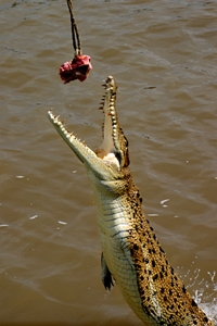 Кормление крокодила в парке Какаду. (Фото В.Минакова)