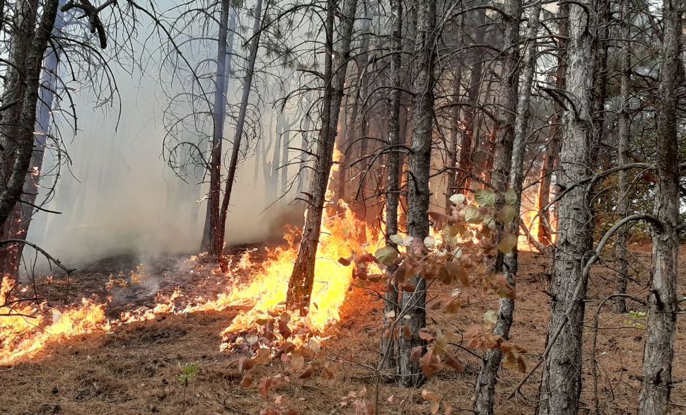 Фото лесного пожара сверху